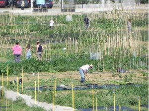 Χαμός για τους λαχανόκηπους του ΑΠΘ στη Θεσσαλονίκη – Δεκάδες οι “μνηστήρες”