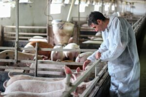 Χοιρινό: Η πιθανότητα σαλμονέλας αυξάνεται όσο αυξάνεται η απόσταση από τα αγρόκτημα στο σφαγείο!