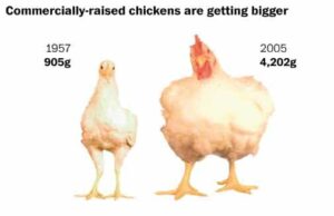Frankenchickens: Πυρά εναντίον της Co-Op και της Morrisons για πώληση “κοτόπουλων Frankenstein”