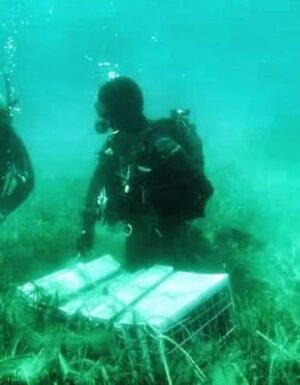Χαλκιδική: Ψαροτουφεκάδες έκλεψαν “υποβρύχια” κρασιά που παλαιώνονται στον βυθό