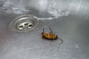 Νεκρά έντομα σε σκεύη και απουσία σαπουνιού χεριών βρέθηκαν σε έλεγχο κινέζικου εστιατορίου