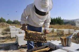 EFSA: Σε δημόσια διαβούλευση ο κίνδυνος για τις μέλισσες από τα φυτοφάρμακα