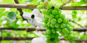 ROBS4CROPS: Ρομπότ για την προστασία των καλλιεργειών – Πιλοτικές δοκιμές και στην Ελλάδα