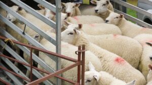 EFSA: Συστάσεις για την μεταφορά ζώων με στόχο το animal welfare