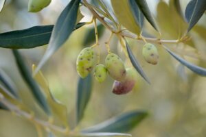 Ειδικός ζεόλιθος προστατεύει την ελιά από τον Δάκο – Ελληνική μελέτη