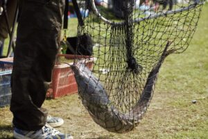 Τρελή “λαμογιά”: Έβαλαν βαρίδια μέσα στα ψάρια για να κερδίσουν σε διαγωνισμό ψαρέματος – Αποκαλυπτικό Video