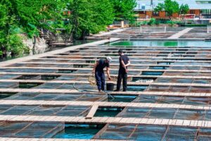 ΕΛΓΟ-ΔΗΜΗΤΡΑ: Ταυτόχρονη καλλιέργεια λαχανικών και ψαριών – Ενυδρειοπονική Καλλιέργεια