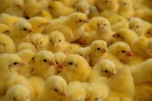 ΕΕ: Πρόσω ολοταχώς για καθολική κατάργηση της θανάτωσης των αρσενικών νεοσσών