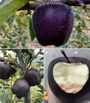 Τι είναι τα μήλα Black Diamond και γιατί κοστίζουν μία περιουσία…