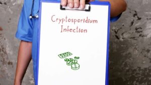 Σουηδία: 101 κρούσματα Cryptosporidium από μολυσμένη σαλάτα