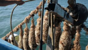 Άσχημες ημέρες για τους μυδοκαλλιεργητές της Θεσσαλονίκης