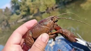 Γέμισε καβούρια και καραβίδες ο Πηνειός (Video)