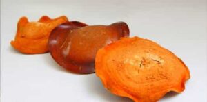 ΕΕ: Πράσινο φως για το μανιτάρι Antrodia camphorata mycelia ως νέου τροφίμου