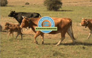 Κτηνοτροφία: Cattlechain 4.0 το Ευρωπαϊκό έργο “επανάσταση” στο smart farmign