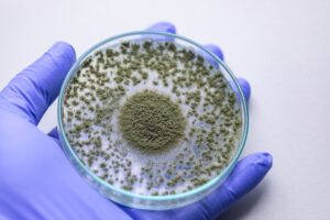 Επιστήμη: Νέα μέθοδος για την προστασία των καλλιεργειών τροφίμων από τις καρκινογόνες αφλατοξίνες