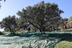 Το ΚΕΘΕΑ Κρήτης παράγει ελαιόλαδο εξαιρετικής ποιότητας!