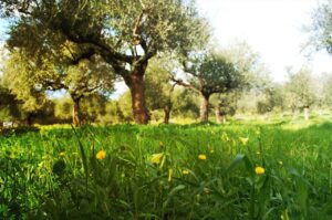 Φορείς και Ακαδημαϊκοί στηρίζουν την πρόταση για ίδρυση Πανεπιστημιακού Ιδρύματος Ελαιοκομίας