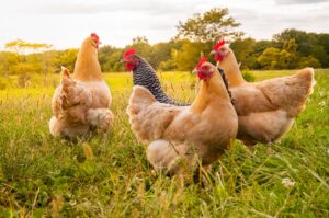 Θεσσαλονίκη-Zootechnia: Οι Έλληνες ερευνητές στην υπηρεσία της κτηνοτροφίας
