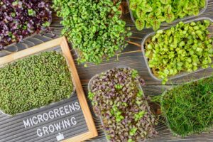 Μicrogreens: Η νέα gourmet τάση που χρειάζεται μεγάλη προσοχή