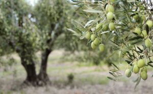 Τα καμένα ελαιόδεντρα της Εύβοιας