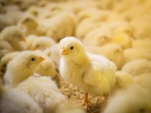 Egg-Tech Prize: Γιατί έμεινε χωρίς νικητή το βραβείο των 6 εκατ. δολαρίων του παγκόσμιου διαγωνισμού