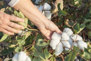 ΥπΑΑΤ: Πάνω από 150 εκ. ευρώ σε βαμβακοπαραγωγούς