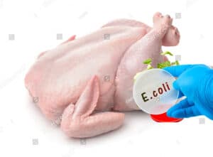 Το E.coli σε πουλερικά συνδέεται με εκατοντάδες χιλιάδες ουρολοιμώξεις