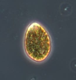 Πρόληψη κρουσμάτων δηλητηρίασης Ostreopsis στις βασκικές ακτές