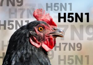 Πιο ανθρώπινες μεθόδους θανάτωσης για τη γρίπη των πτηνών ζητούν ακτιβιστές