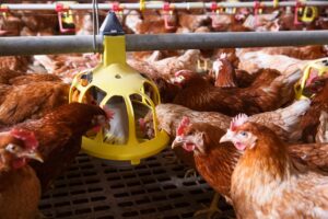 Σκάνδαλο με 3 μεγάλα Βρετανικά σουπερμάρκετ: Χρησιμοποιούσαν ανθρώπινα αντιβιοτικά στα κοτόπουλα