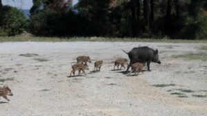 400.000 τα αγριογούρουνα στην Ελλάδα – Εντατική θήρευση για την αντιμετώπιση της αφρικανικής πανώλης