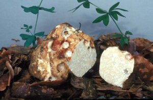 Honey truffle: Νέο γλυκαντικό από τρούφα
