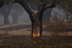 50.000 ελαιόδεντρα και 2.500 ζώα κάηκαν στη Ρόδο
