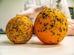 Xylella: Το επιβλαβές βακτήριο που απειλεί την οικονομία και το περιβάλλον της Ευρώπης