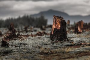 Το χρέος της βιομηχανίας ως προς τα δάση του πλανήτη