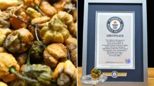 Η Pepper X είναι ο νέος κάτοχος Γκίνες για την πιο καυτερή πιπεριά τσίλι στον πλανήτη