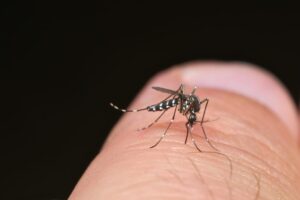 Άμεση κινητοποίηση συνιστά η Περιφέρεια Αττικής καθώς οι καιρικές συνθήκες ευνοούν την αύξηση του κουνουπιού τίγρη