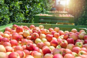 Μειώνεται περαιτέρω η πρόβλεψη παραγωγής μήλων και αχλαδιών