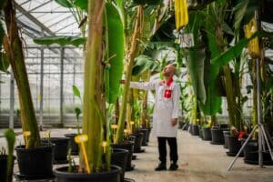 Συνεργασία της Chiquita με το Wageningen για ποικιλία μπανάνας ανθεκτικής στις ασθένειες