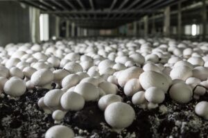 Ασθένειες μανιταριών: Το 10% – 15% των καλλιεργειών μανιταριών χάνεται κάθε χρόνο