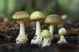 Τελικά συνελήφθη η ύποπτη για τον θάνατο τριών ανθρώπων από δηλητηρίαση με μανιτάρια