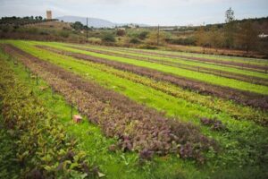 Ελληνικό Catering: Στη βιώσιμη γαστρονομία επενδύει το «Δειπνοσοφιστήριον»