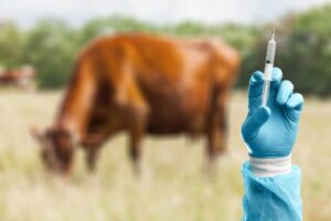 ΕΕ: Μείωση στις πωλήσεις κτηνιατρικών αντιβιοτικών – Το χαμηλότερο επίπεδο στην ιστορία