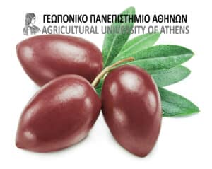 Ελιές με λιγότερο αλάτι: Το Γεωπονικό Πανεπιστήμιο Αθηνών αλλάζει τα δεδομένα στις επιτραπέζιες ελιές