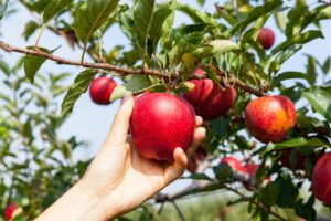 Διεθνή: 12 τροφικές δηλητηριάσεις σε… γευσιγνωσία μήλων – Δύο άνθρωποι στη ΜΕΘ