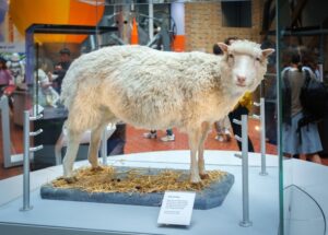 Οι Γάλλοι επικαλούνται την κλωνοποίηση της Dolly για να απαγορεύσουν το κρέας εργαστηρίου