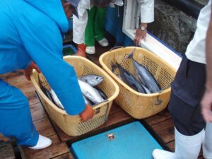 ΥΠΑΑΤ: Χορήγηση αδειών αλίευσης τόννου (Thunnus thynnus) για το 2024