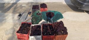 Παράνομη αλίευση σχεδόν 5.000 αχινών και 427 τεμάχια ολοθούριου – Στα «πράσα» δύο αλλοδαποί και ένας ερασιτέχνης Έλληνας