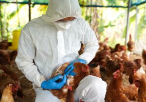 Αυγά: Φόβοι για αύξηση στις τιμές ενόψει του Πάσχα στην Καλιφόρνια λόγω της γρίπης των πτηνών