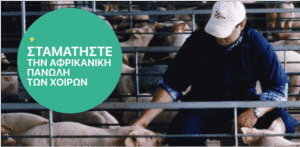 Νέες εστίες Αφρικανικής Πανώλης των Χοίρων στην Κεντρική Μακεδονία